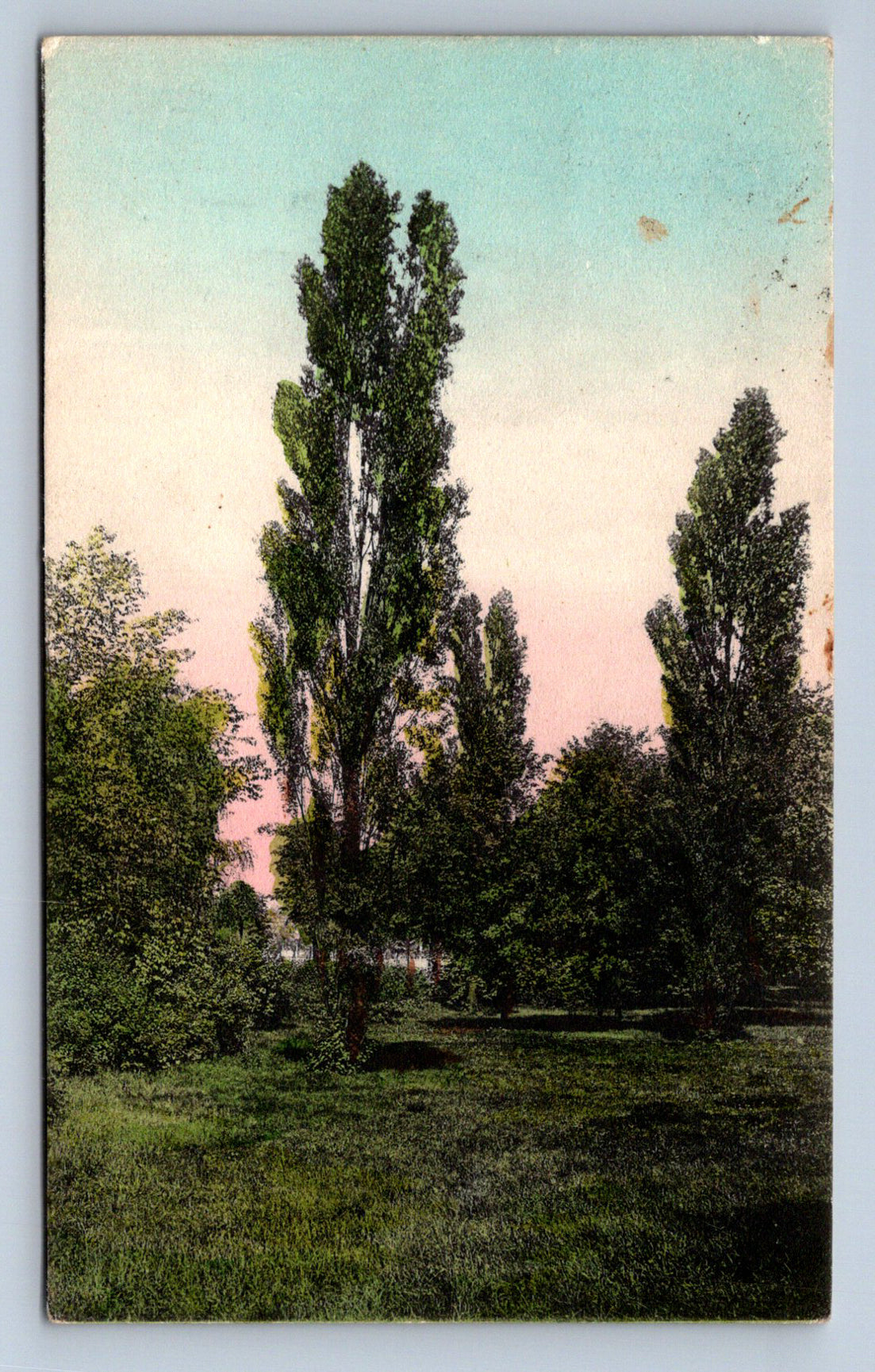 Pohlednice Kolorovaná pohlednice Stromy (JN1867)