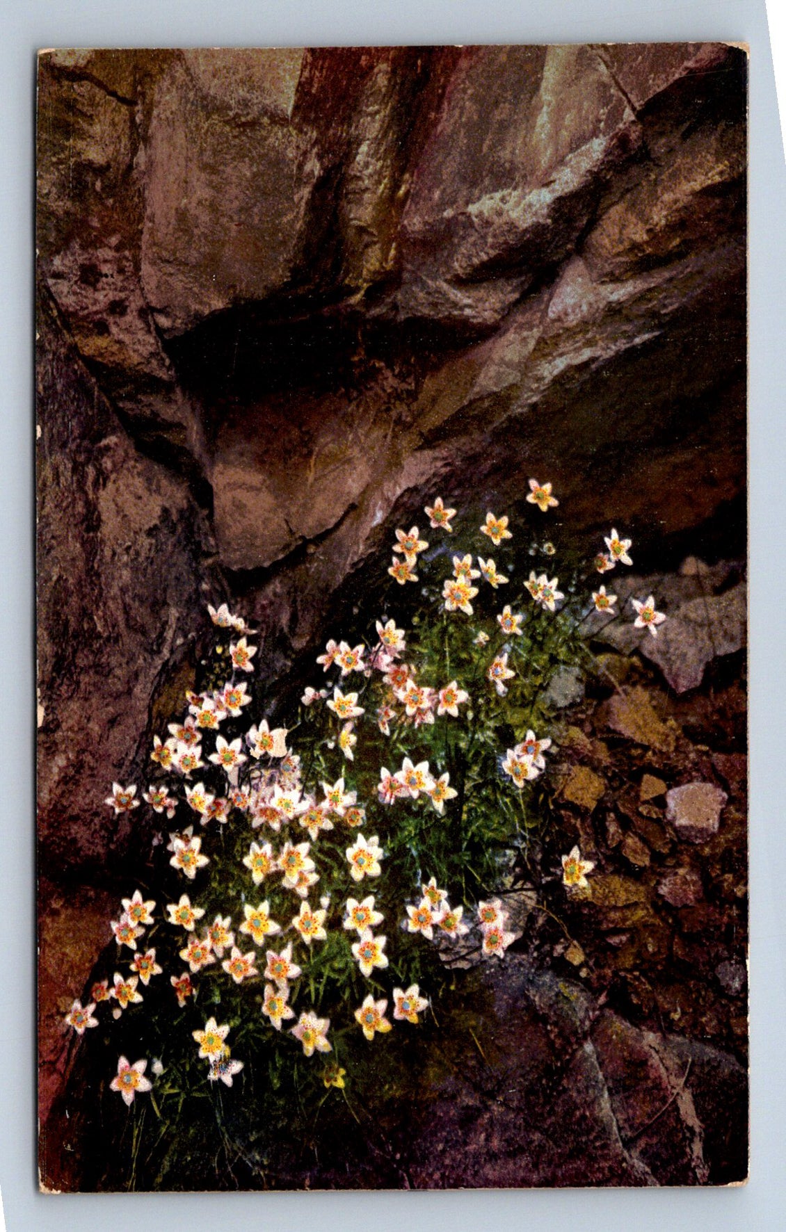 Pohlednice Skalní květy nakl. Photochrome 502 (JN1887)