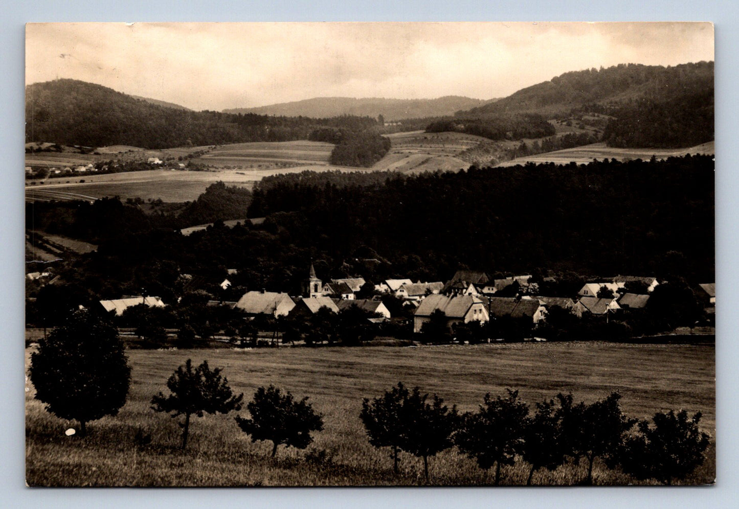 Pohlednice NEZABUDICE (ST2350)