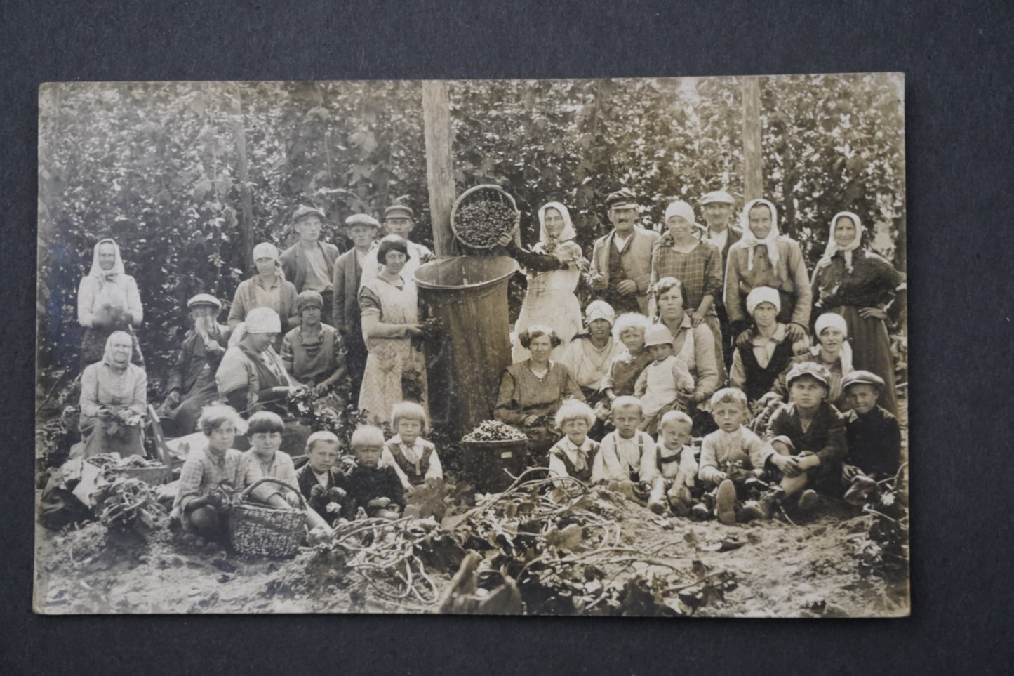 Pohlednice sběr fotografie chmelařství pivo RAKOVNÍK chmele x8994