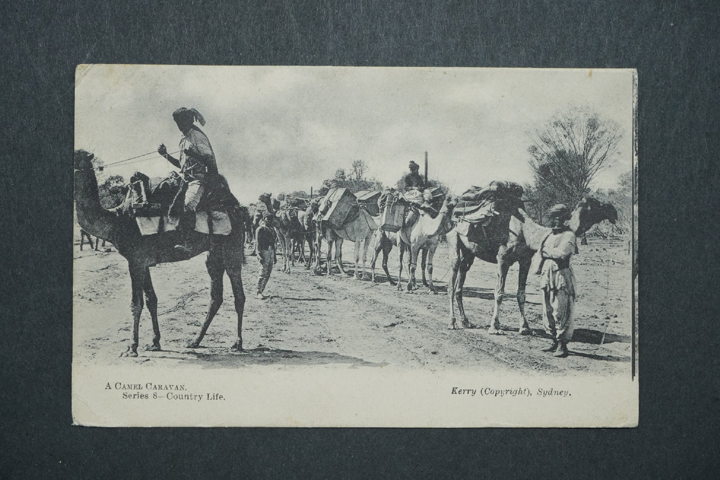 Pohlednice A Camel Caravan - Kerry, Sydney x10553