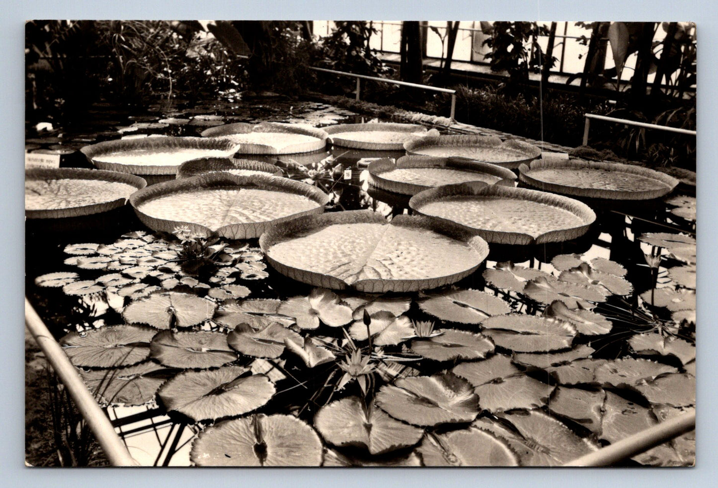 Pohlednice LIBEREC - severočeská botanická zahrada (P367)
