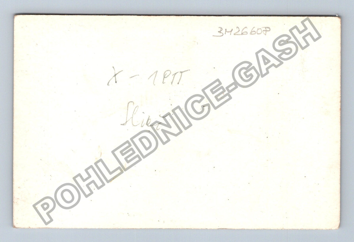 Stará fotografie dva skotští teriéři (BM26608)