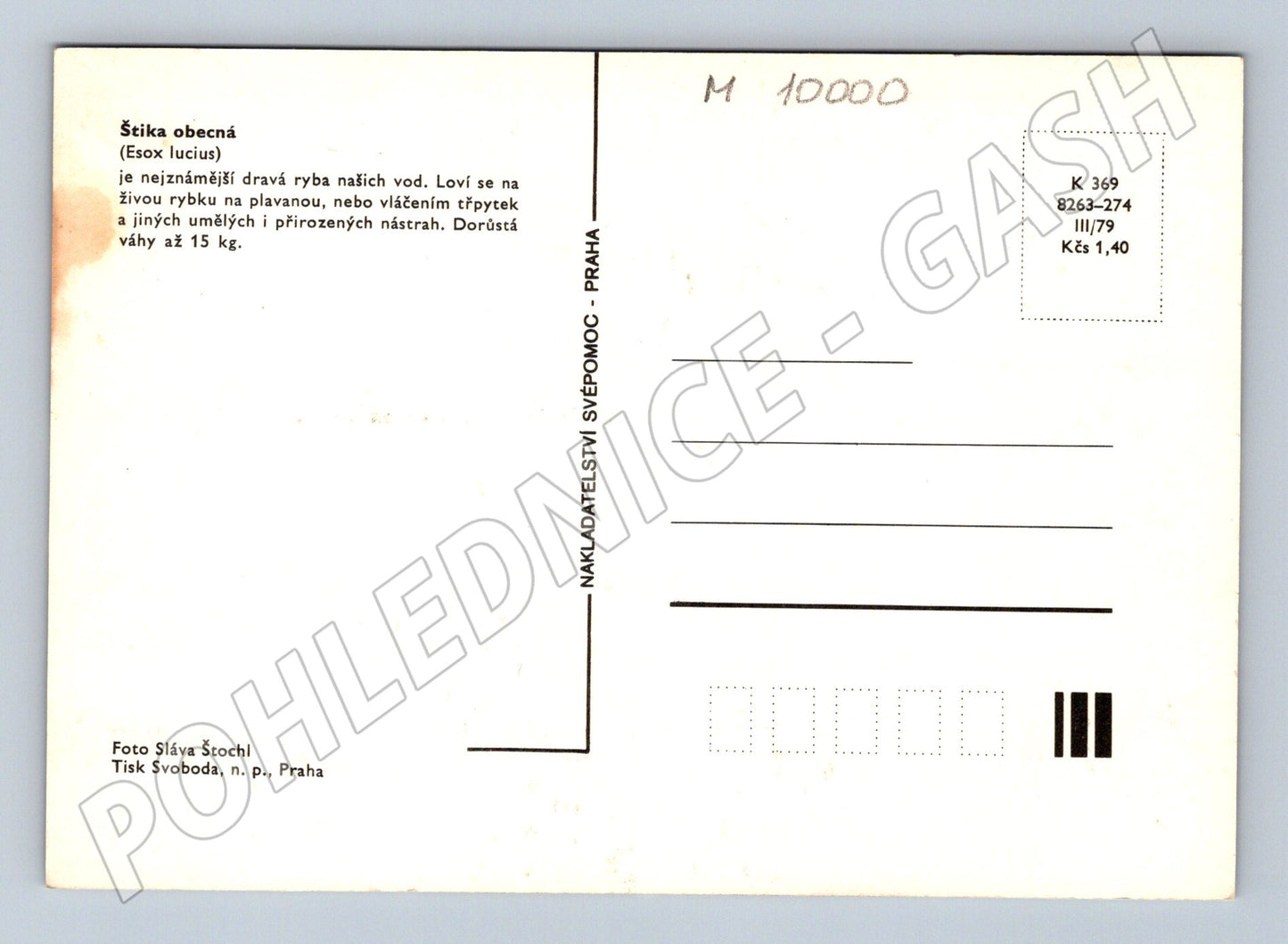 Pohlednice Štika obecná Esox lucius 1979 (M10000)