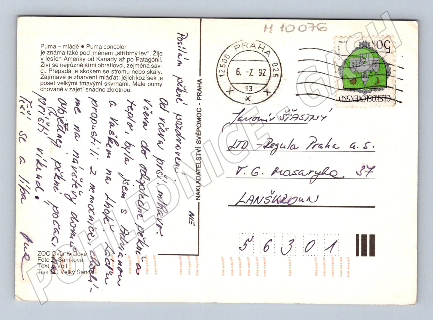 Pohlednice mládě pumy ZOO Dvůr Králové 1992 (M10076)