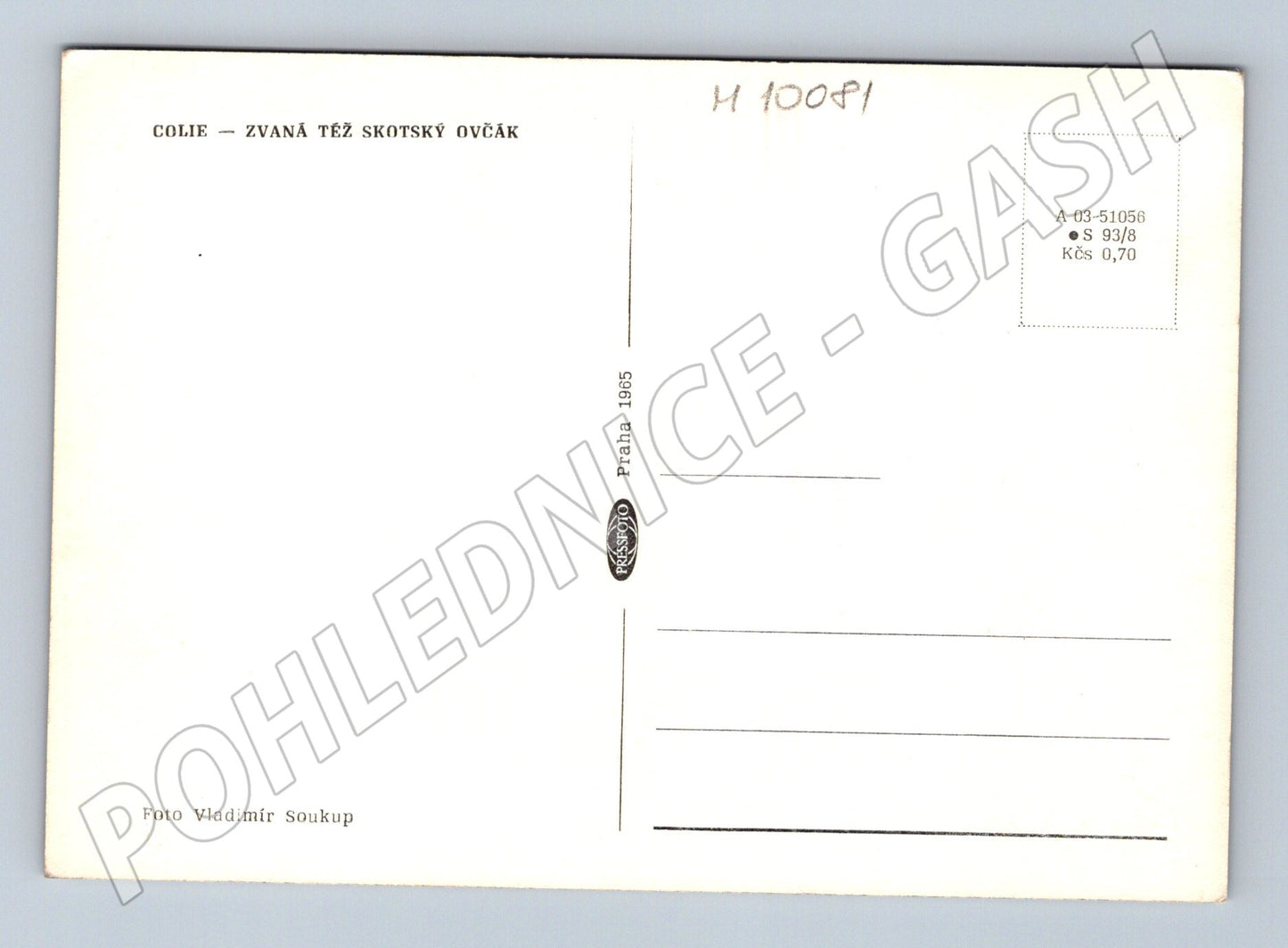 Pohlednice kolie skotský ovčák 1965 Soukup (M10081)