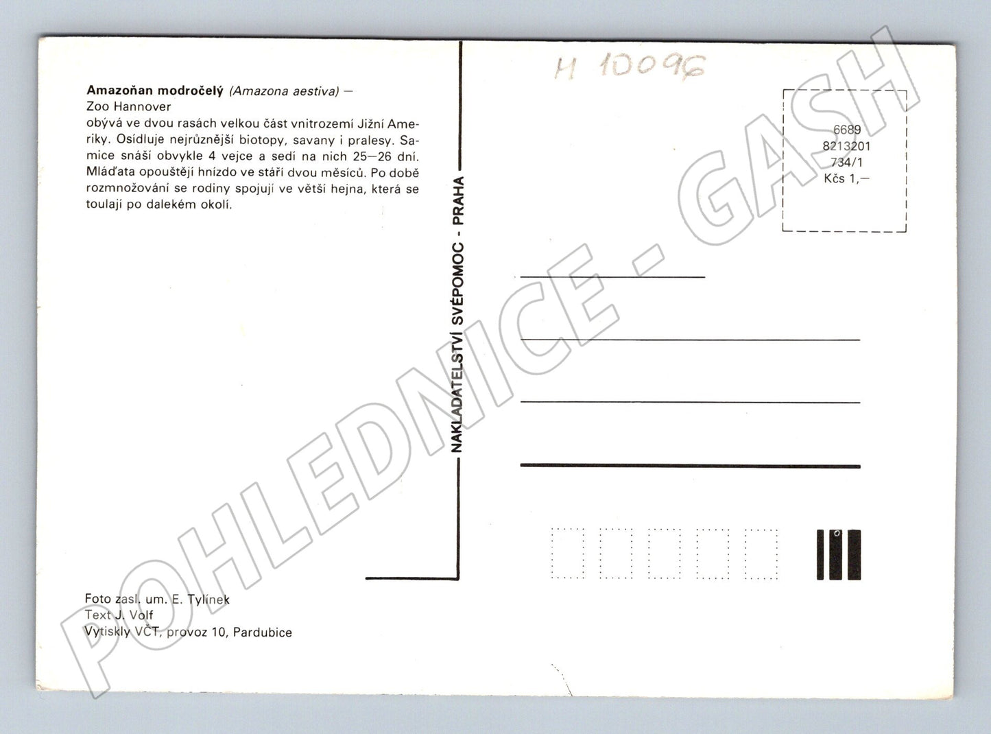 Pohlednice amazoňan modročelý Zoo Hannover (M10096)
