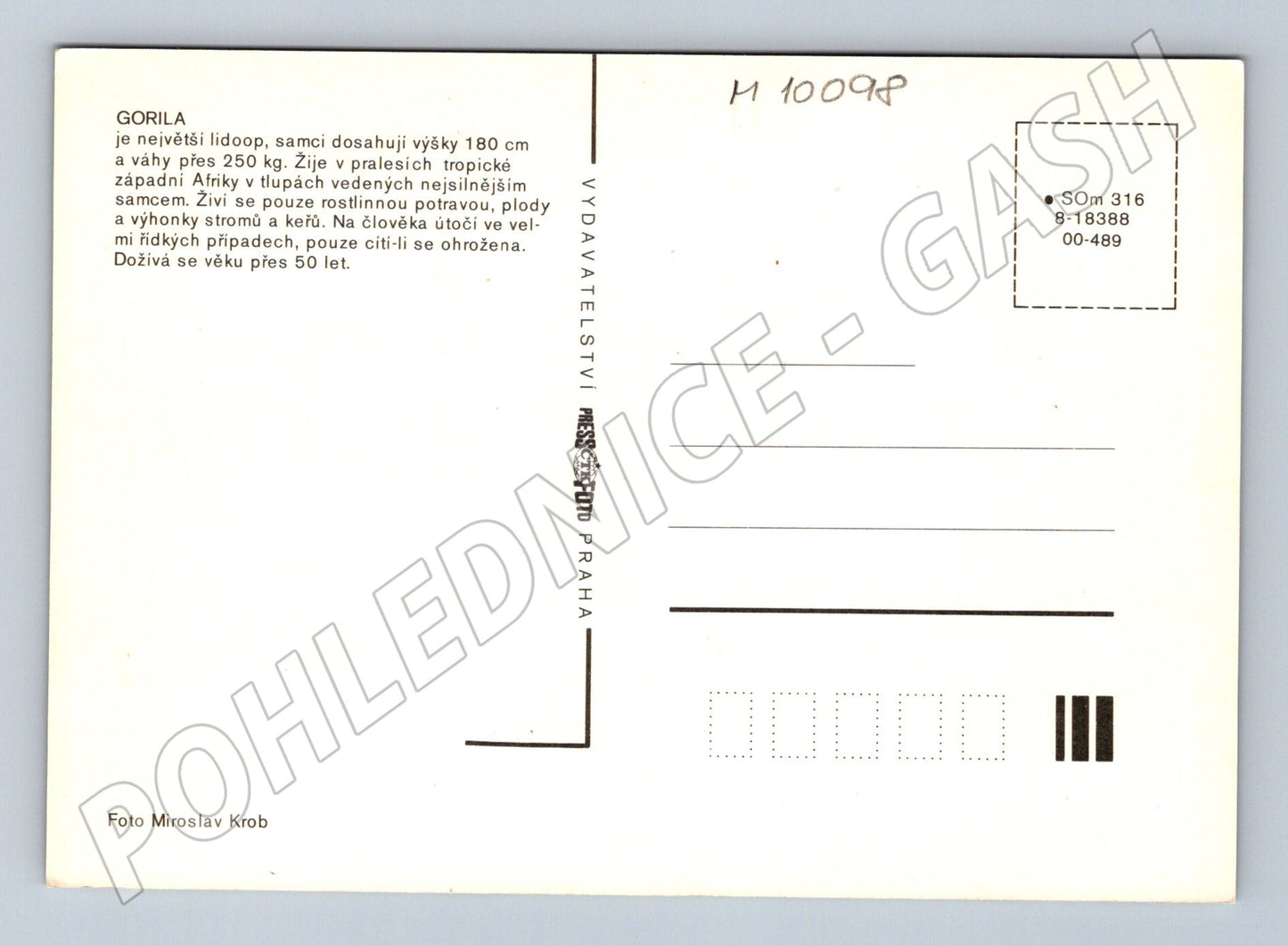 Pohlednice gorila Pressfoto Miroslav Krob (M10098)
