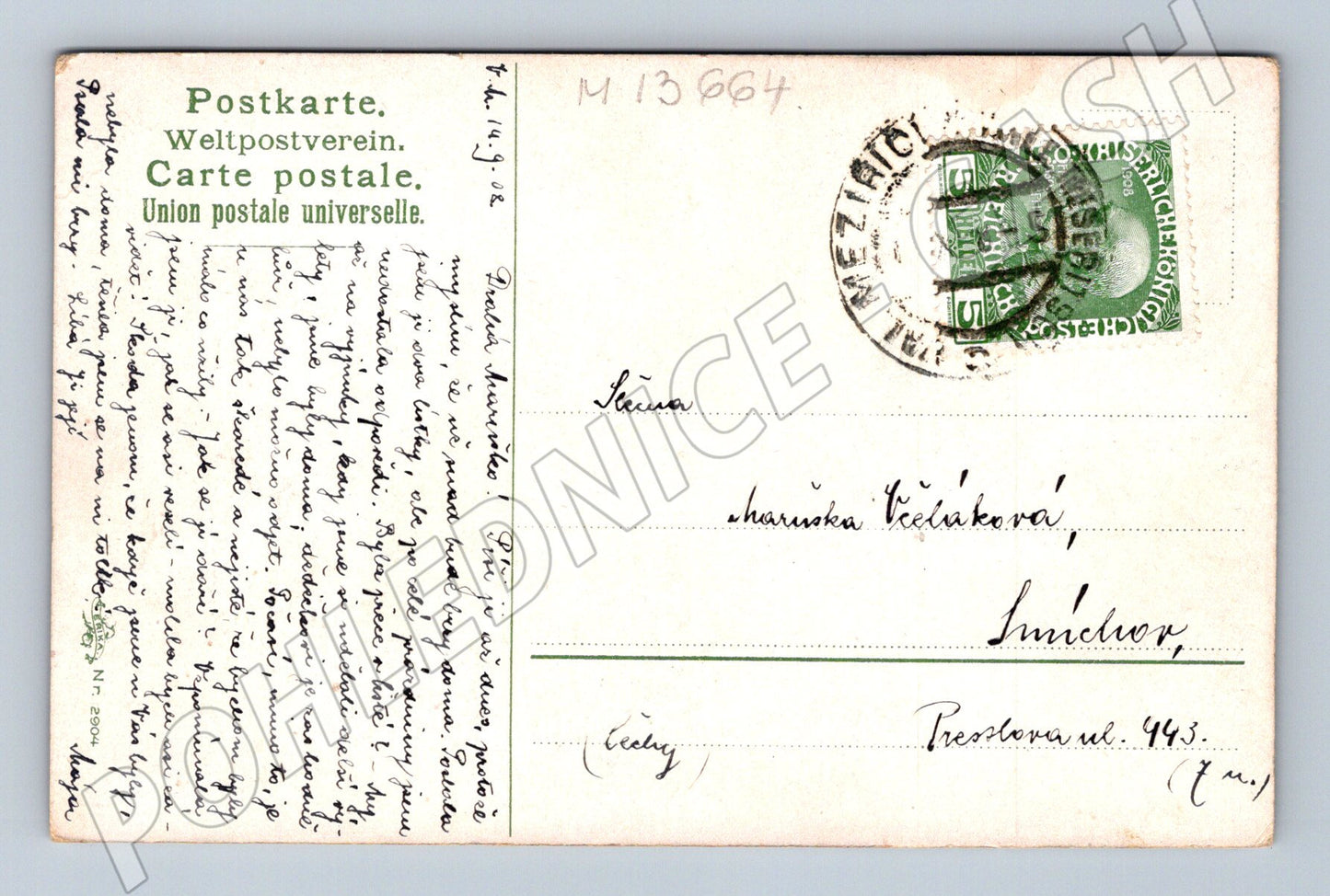 Pohlednice kravky na louce (M13664)