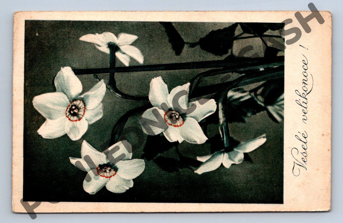 Pohlednice Velikonoční květy narcisů Československo 1955 (M1534)