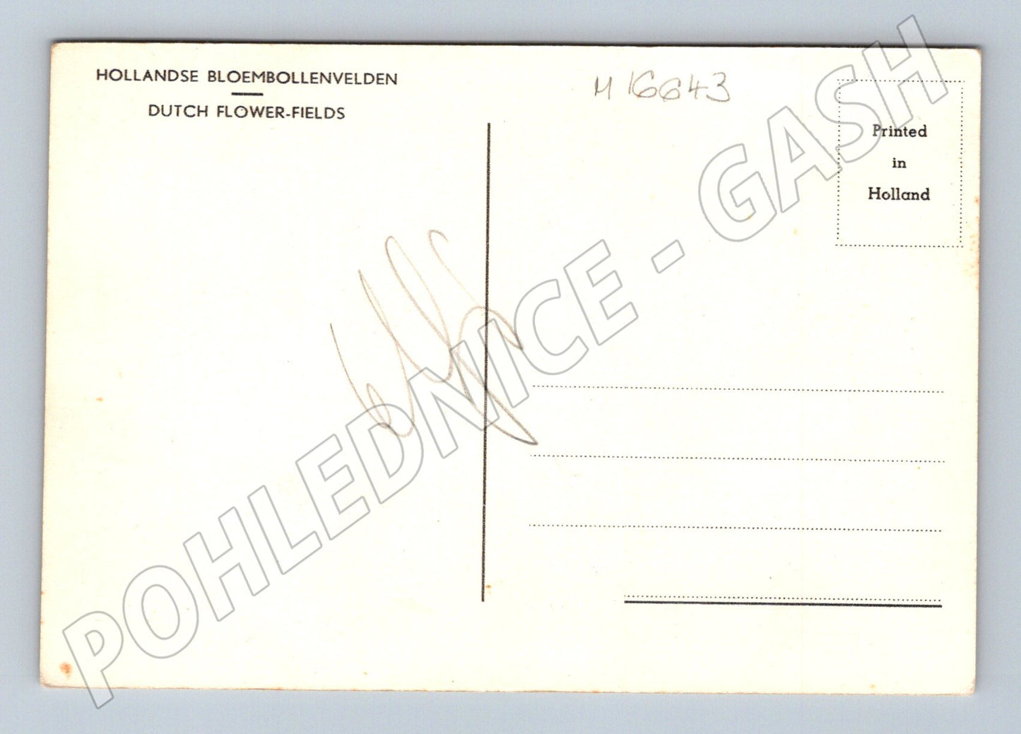 Pohlednice Holandské květinové pole Dutch Flower (M16643)