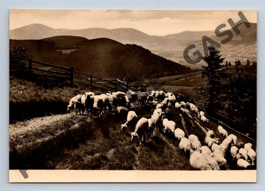 Pohlednice Beskydy Lysá hora salaš ovce ČSR (M1804)