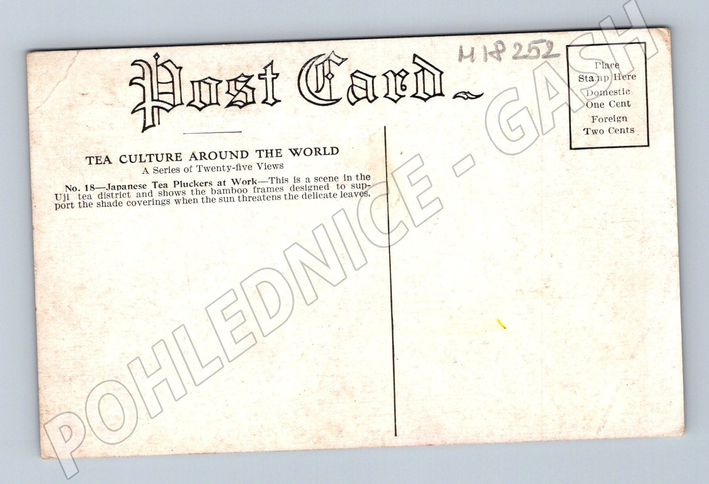 Pohlednice Japonsko sběr čaje v Uji 1909 (M18252)