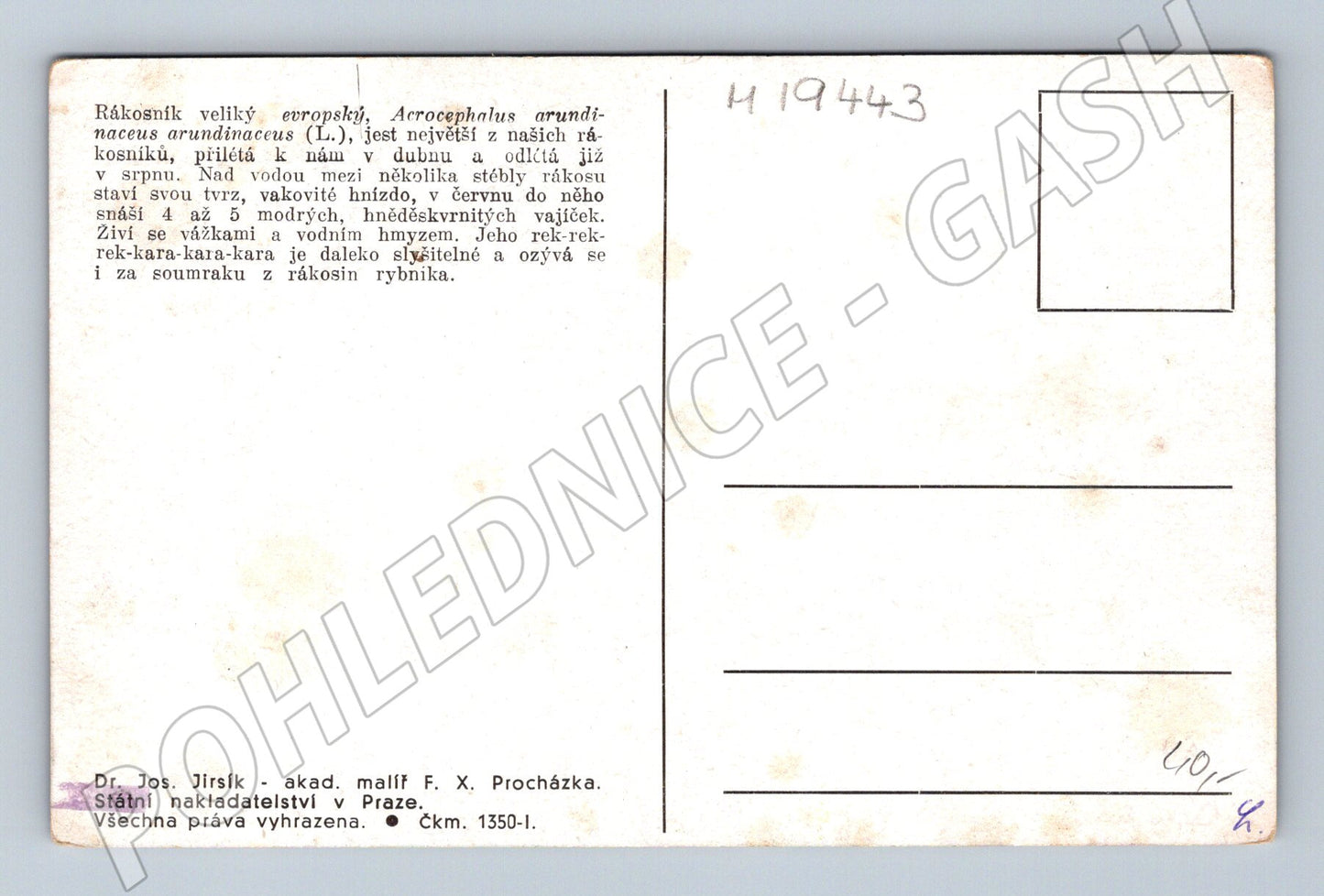 Pohlednice rákosník velký ilustrace F X Procházka (M19443)