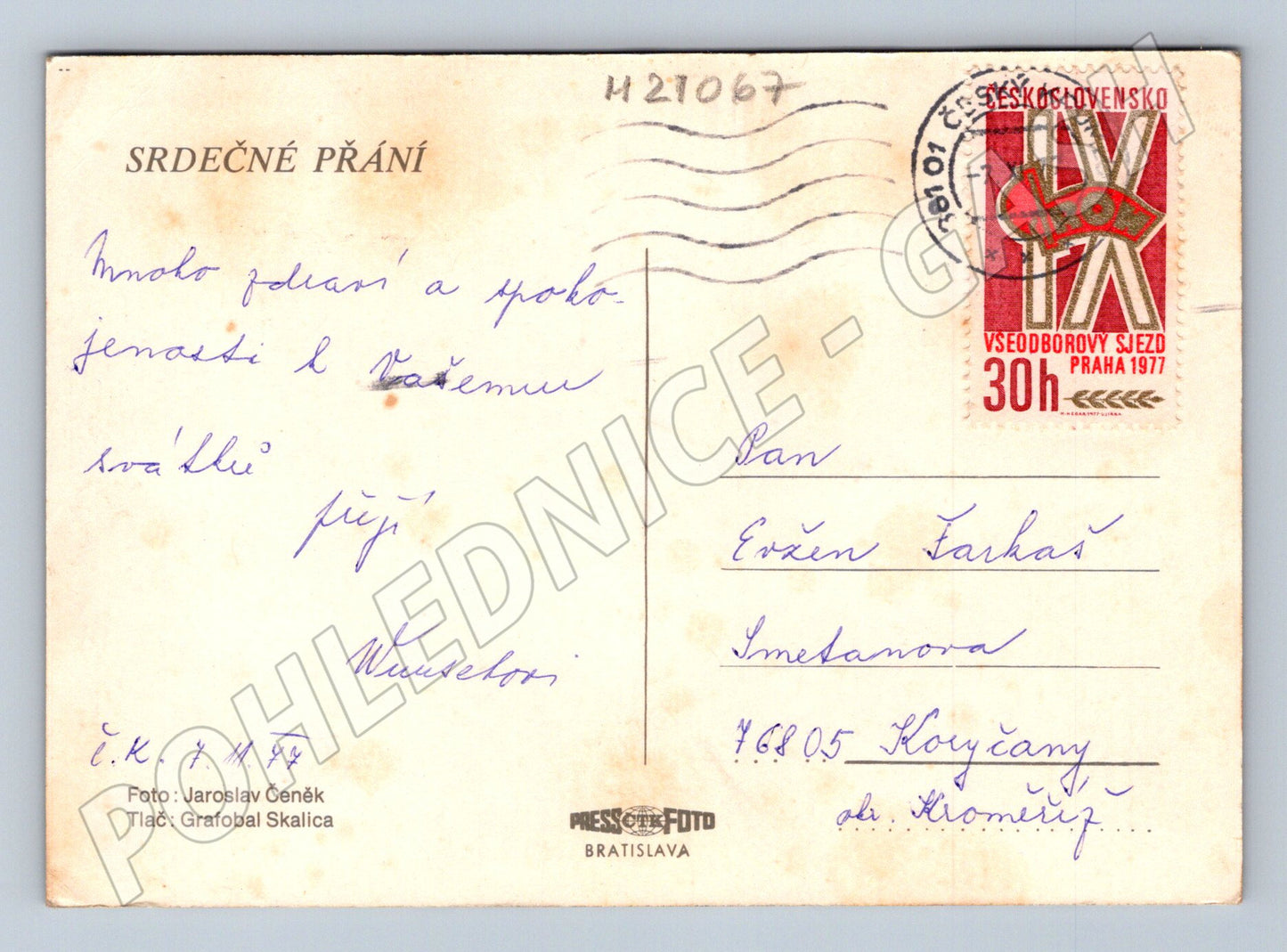 Pohlednice růže velký formát 1977 (M21067)