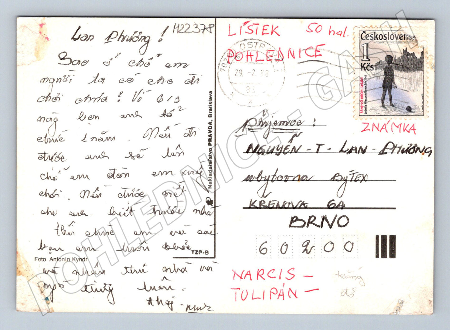 Pohlednice Květiny tulipány narcisy 1993 (M22378)