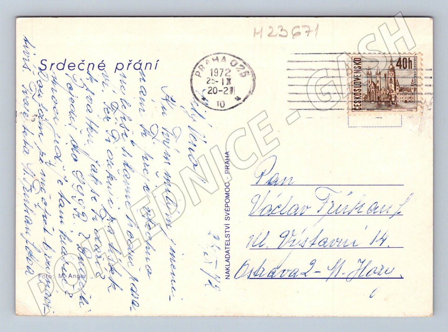 Pohlednice žluté růže na červeném pozadí 1972 (M23671)