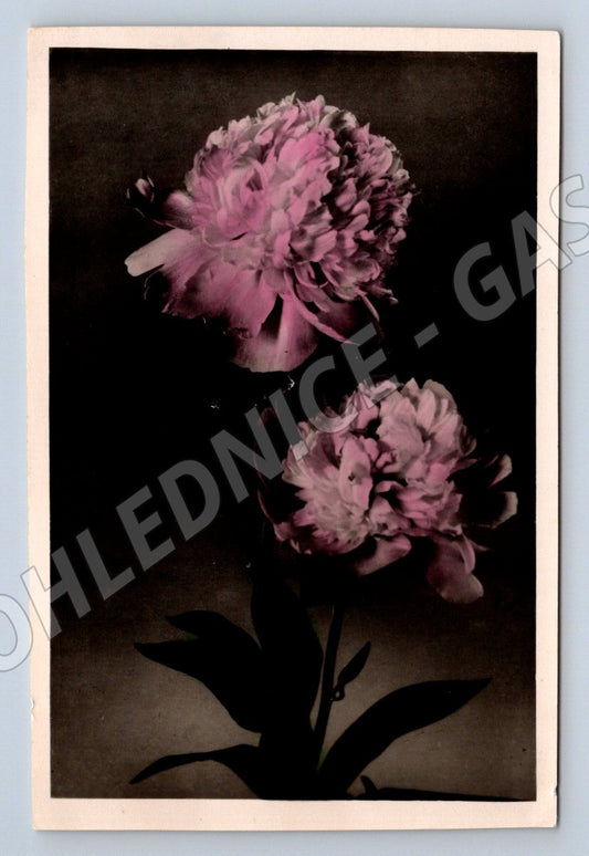 Pivoňky Kislovodsk 1958 etnografie (M2423)