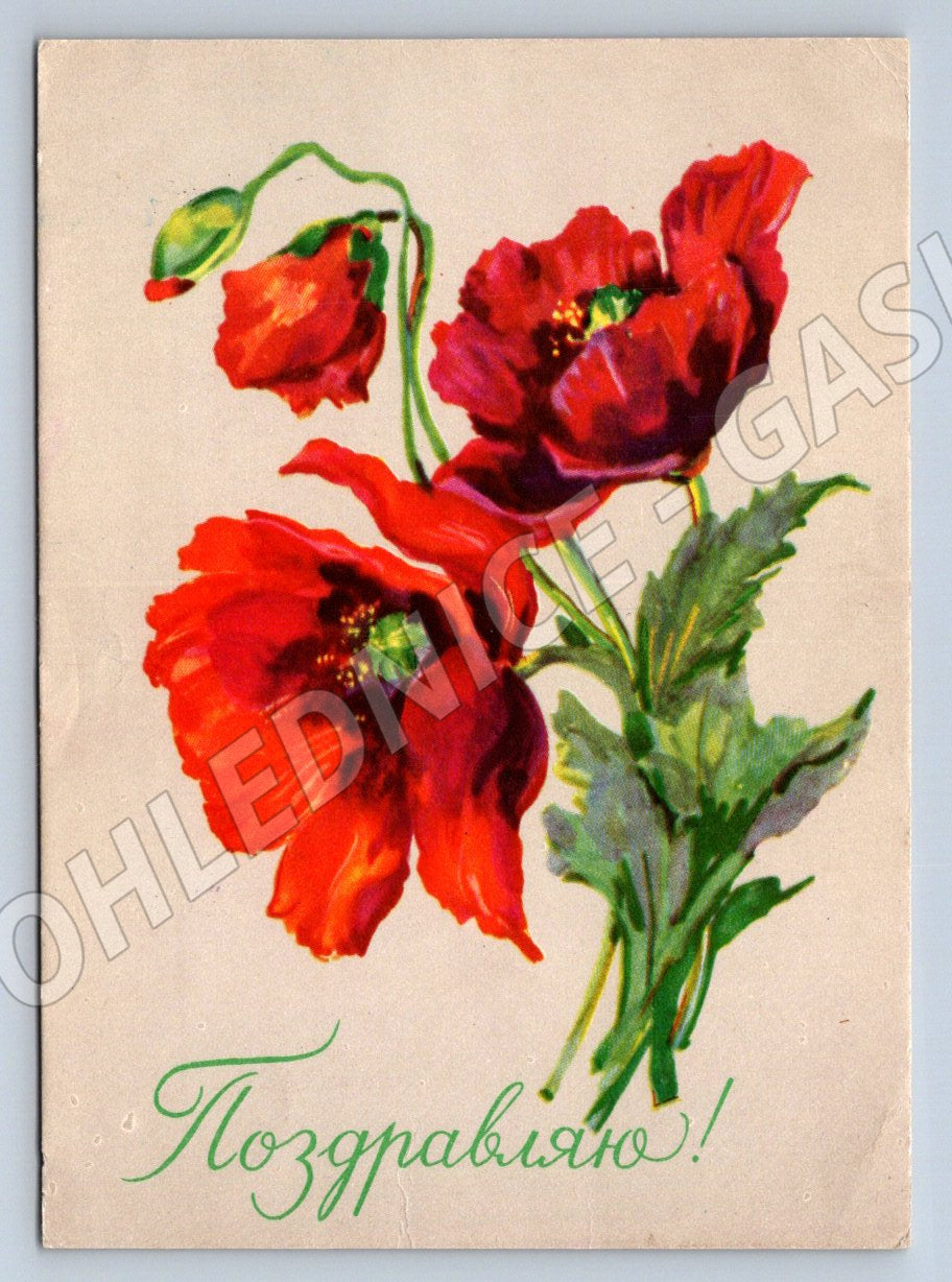 Červené máky T. V. Chvostenko malířský motiv (M2433)