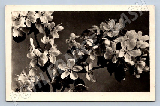 ČB květy ruční ruský text (M2439)