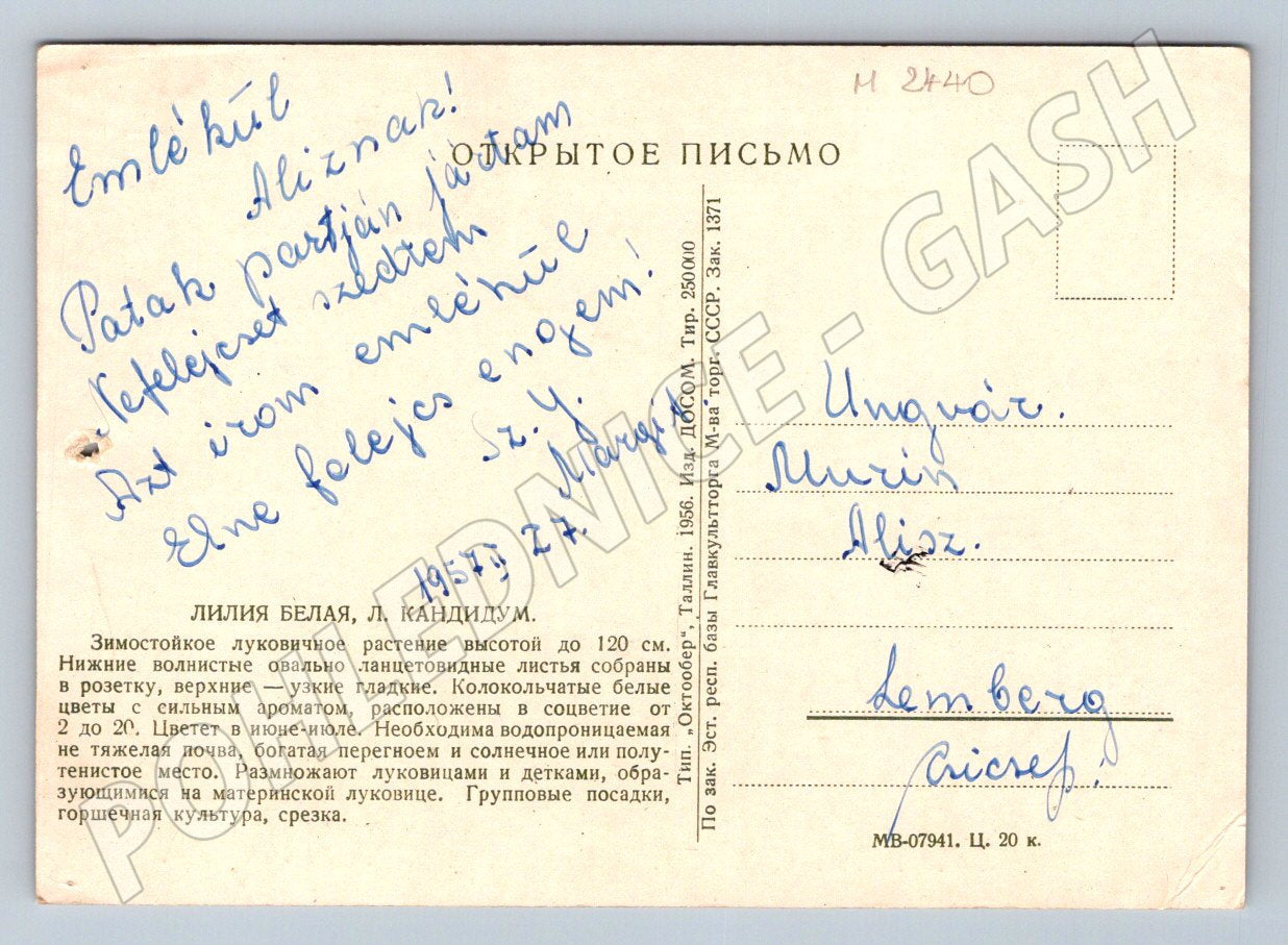 Bílé lilie ruský text 1950 (M2440)