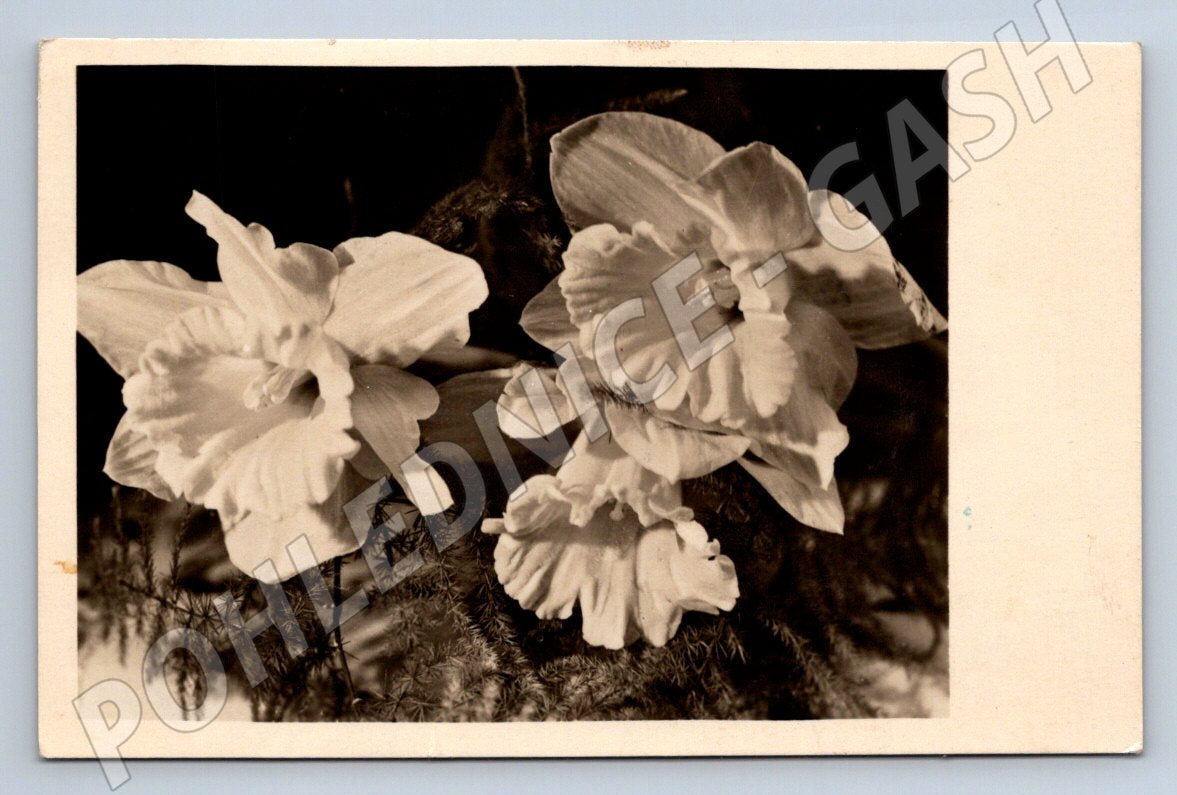 ČB narcisy etnografie (M2450)