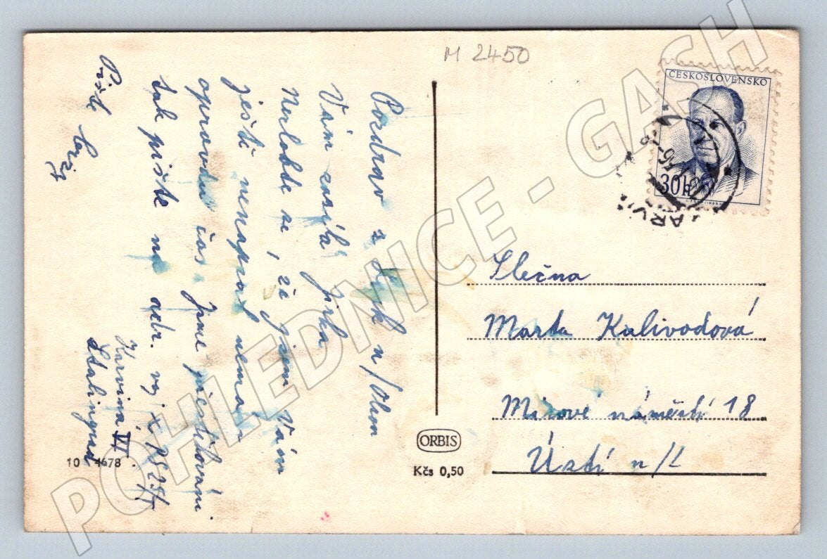 ČB narcisy etnografie (M2450)