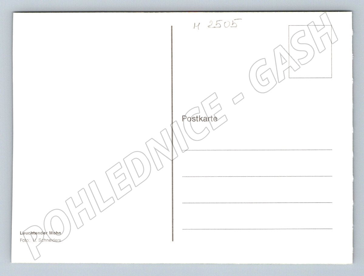 Red poppies in a meadow U. Schneiders (M2505)