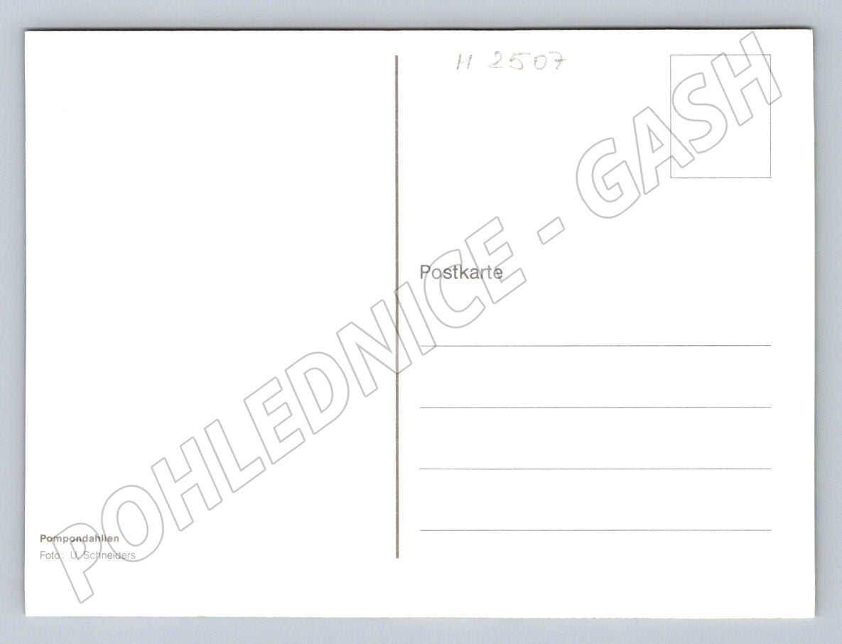 Pompon dahlias colored flowerbed (M2507)