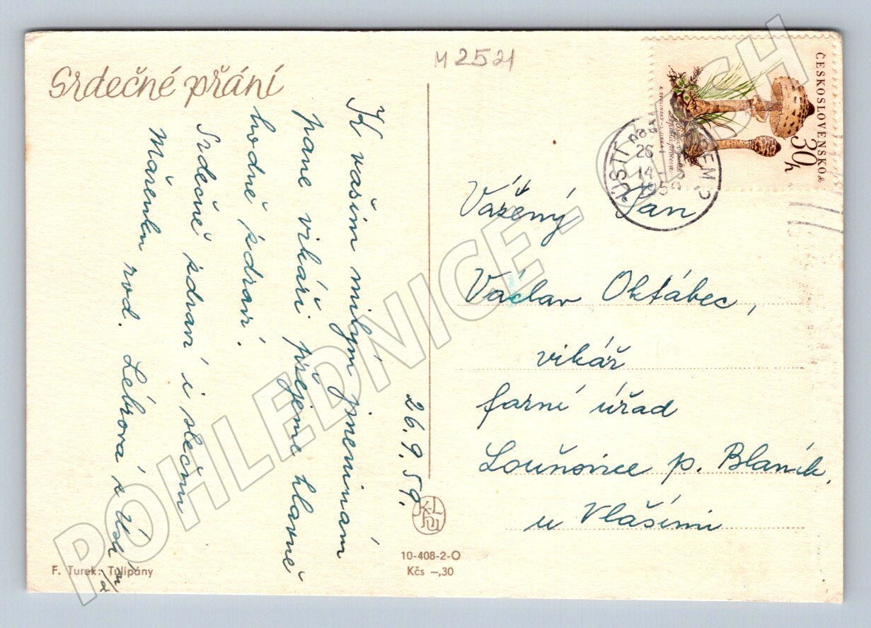 Postcard F. Turek Tulips (M2521)