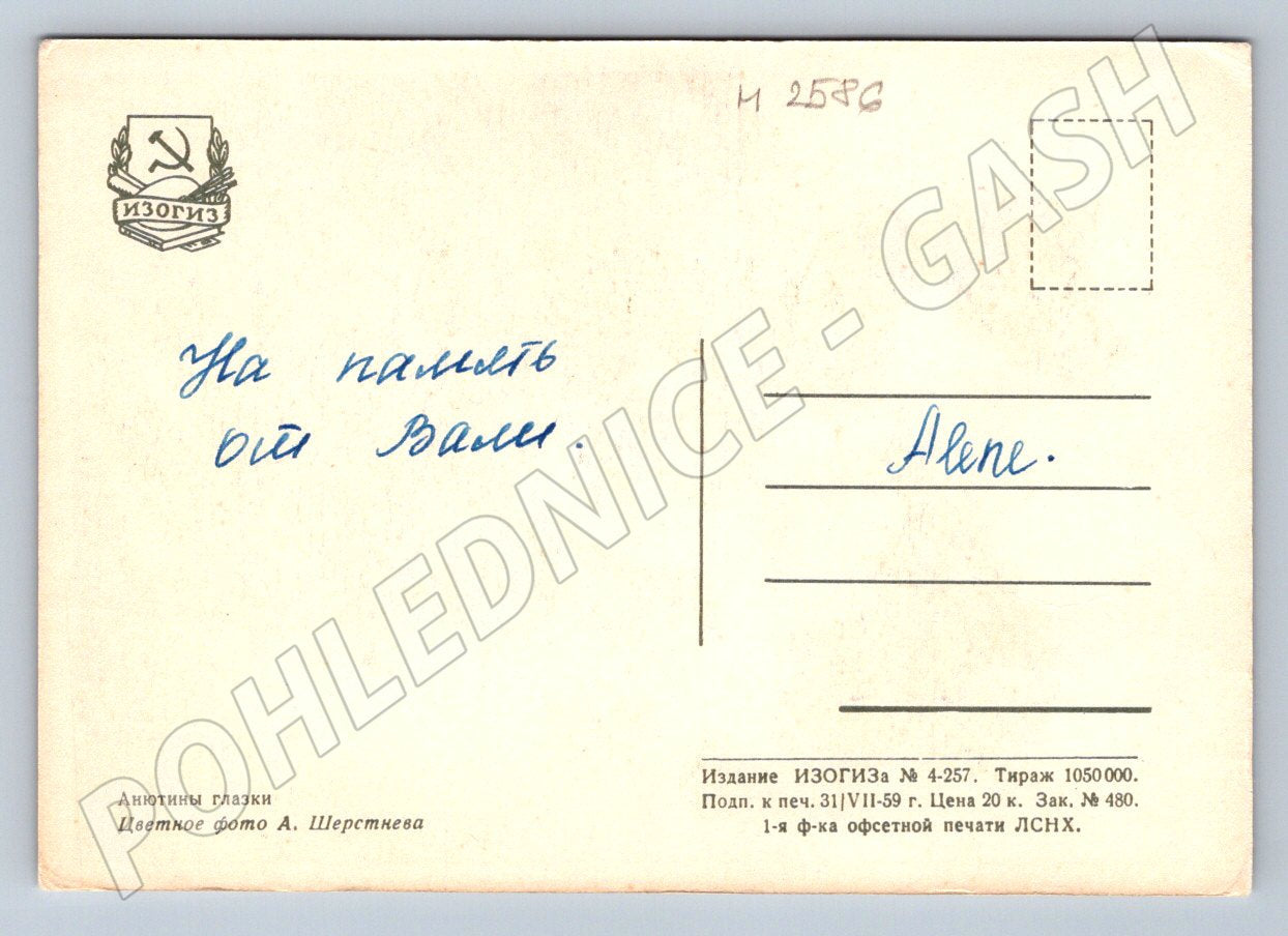 Soviet pansy postcard (M2586)