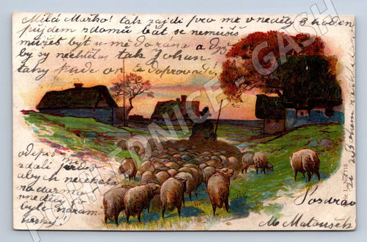 Pohlednice stádo ovcí venkovská krajina 1911 (M2793)