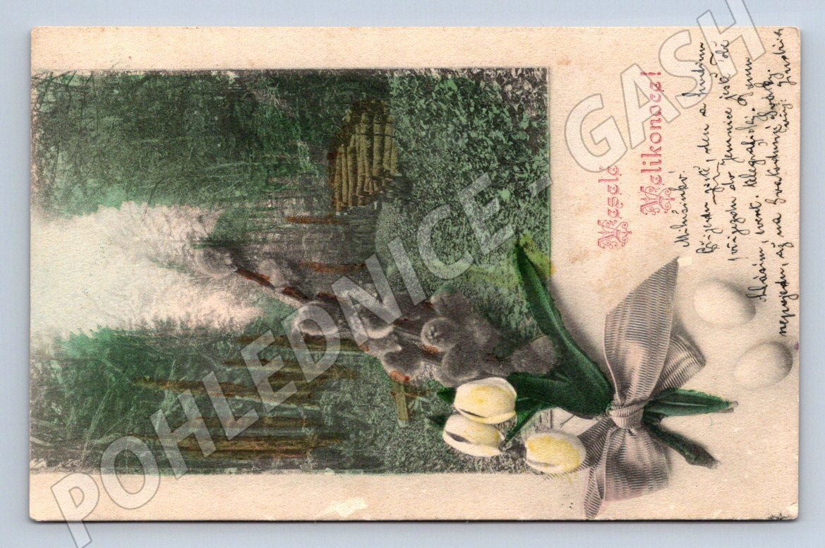 Pohlednice kočičky a tulipány 1905 (M2794)