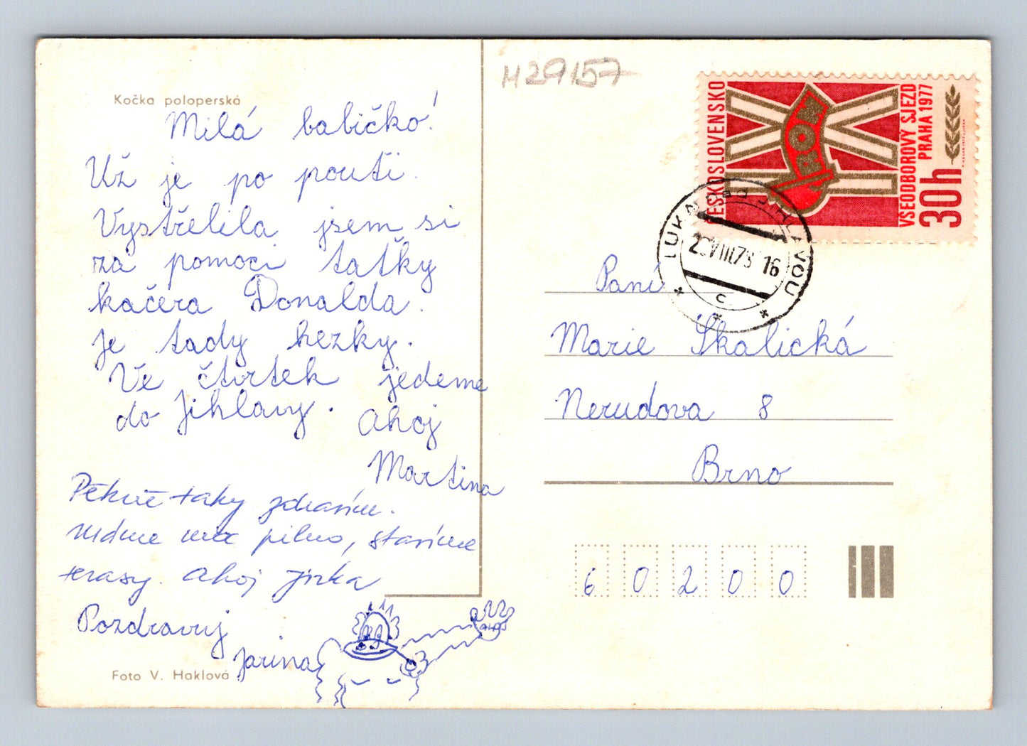 Pohlednice Kočka poloperská 1977 (M29157)