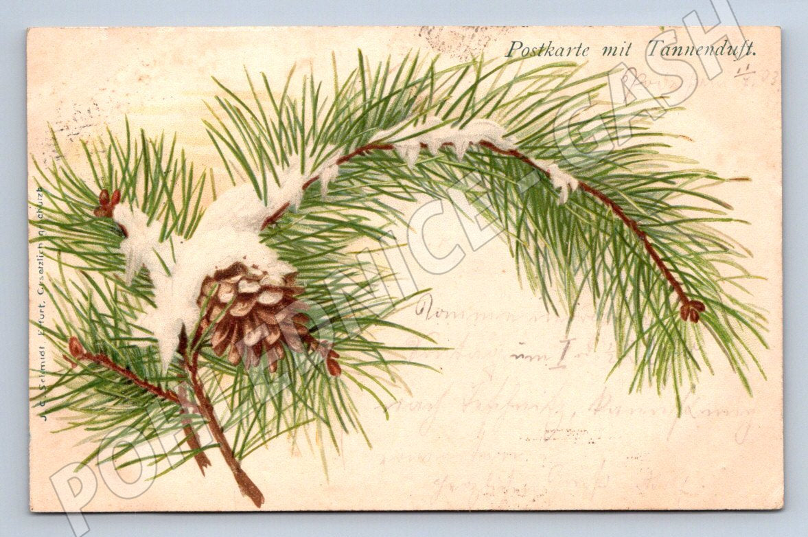 Pohlednice borovice se šiškou 1903 (M2992)