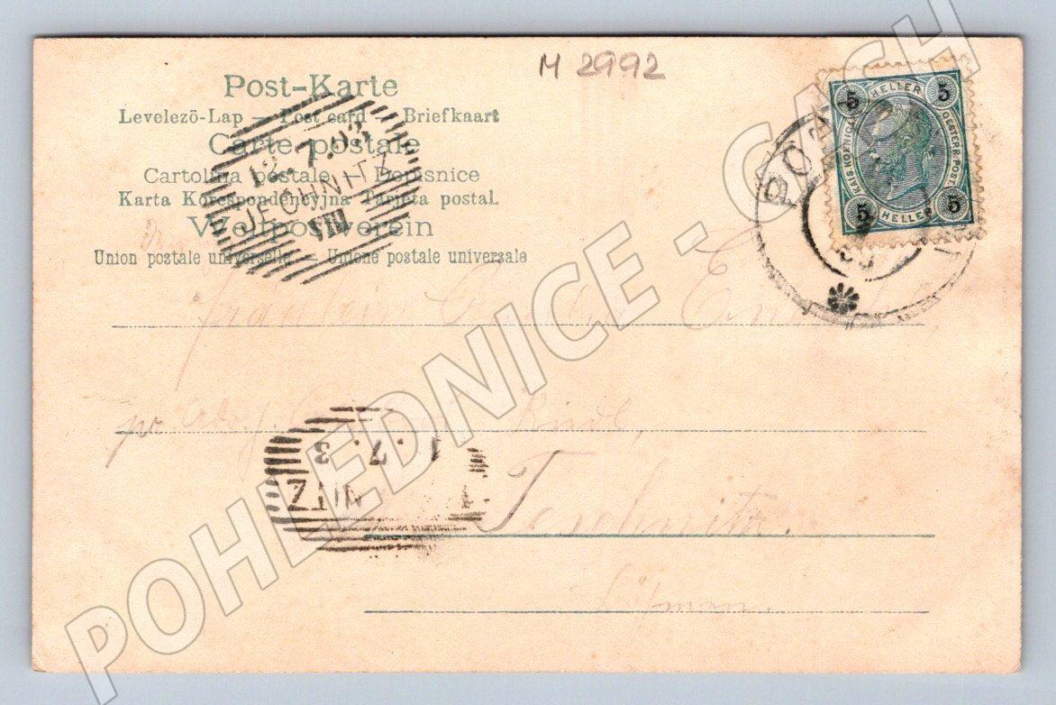 Pohlednice borovice se šiškou 1903 (M2992)