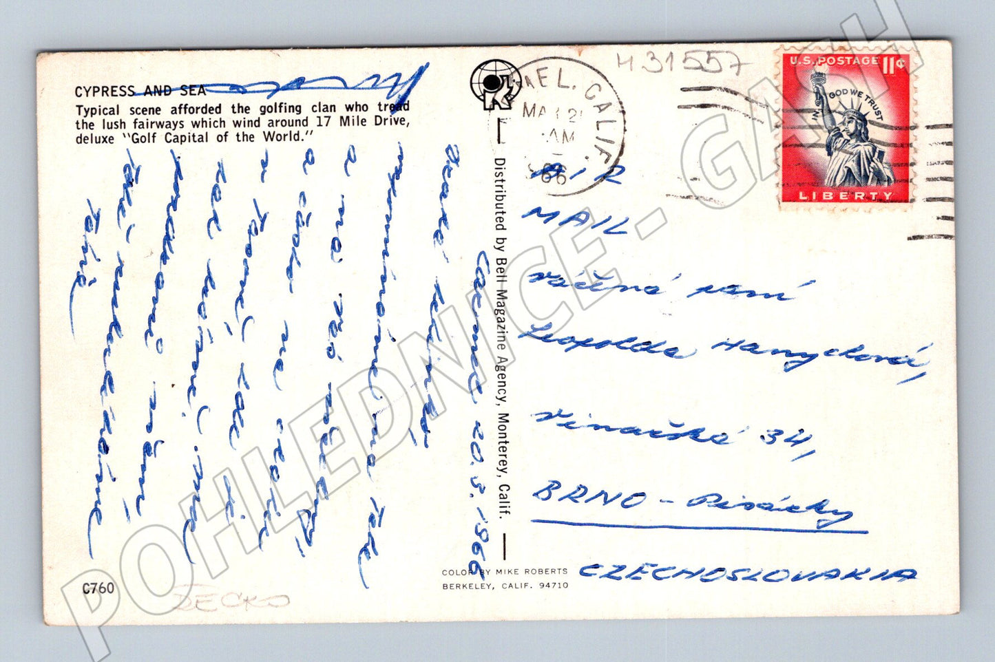Pohlednice USA Monterey Cypress tree 1962 (M31557)