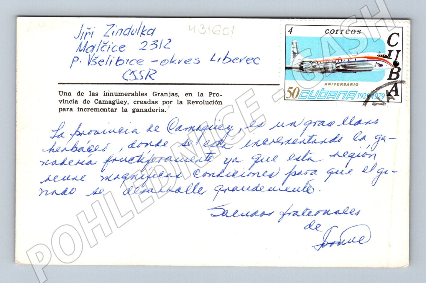 Pohlednice Kuba chov dobytka krávy (M31601)