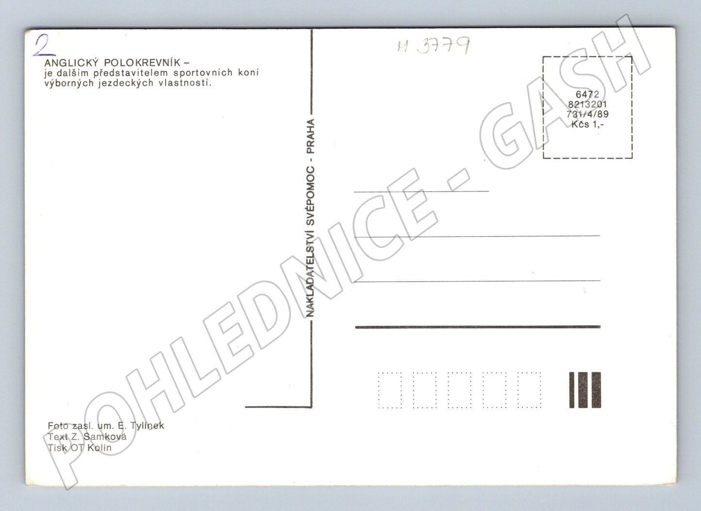 Pohlednice anglický polokrevník hříbě (M3779)