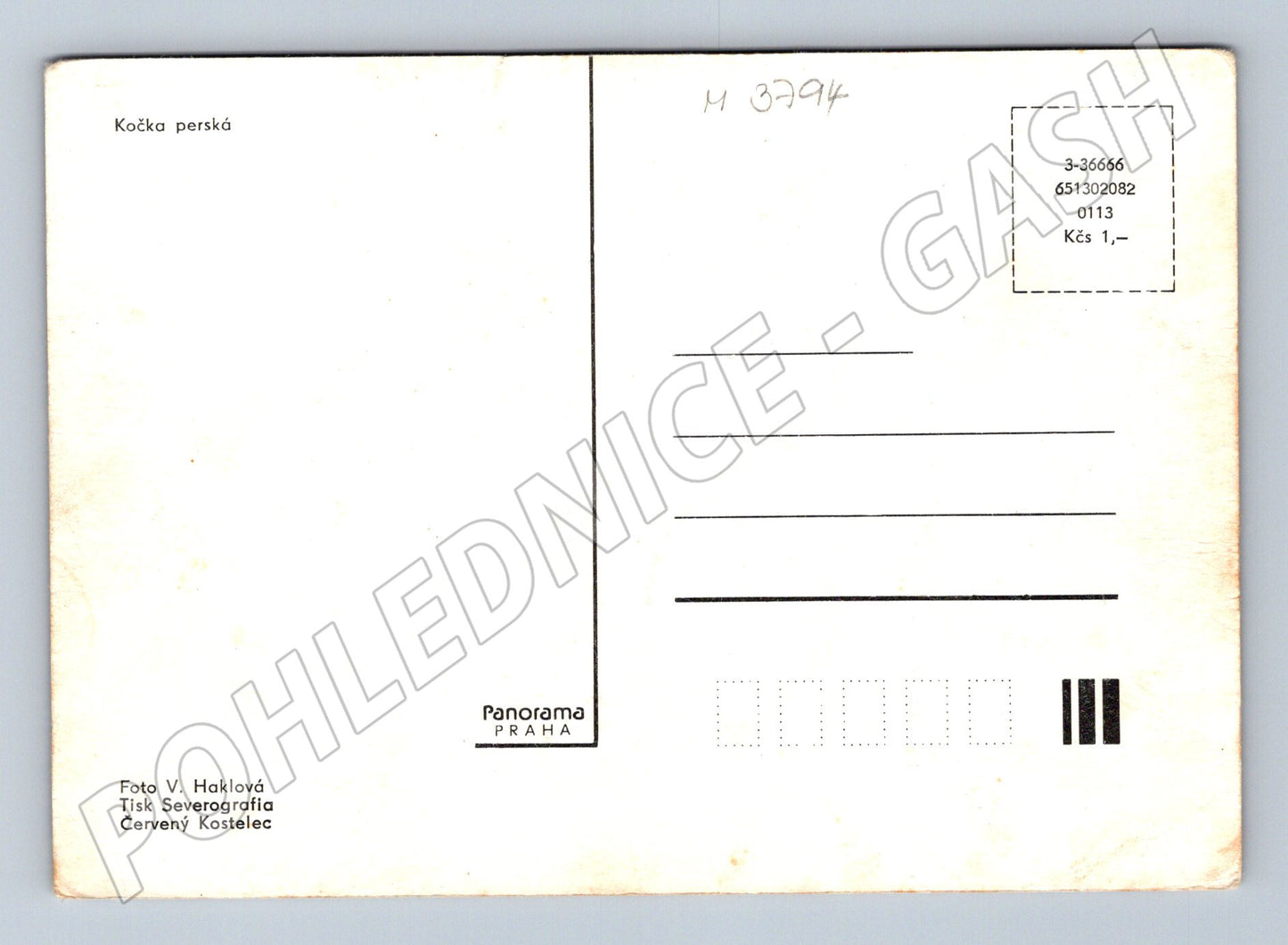 Pohlednice perská kočka s kotětem (M3794)