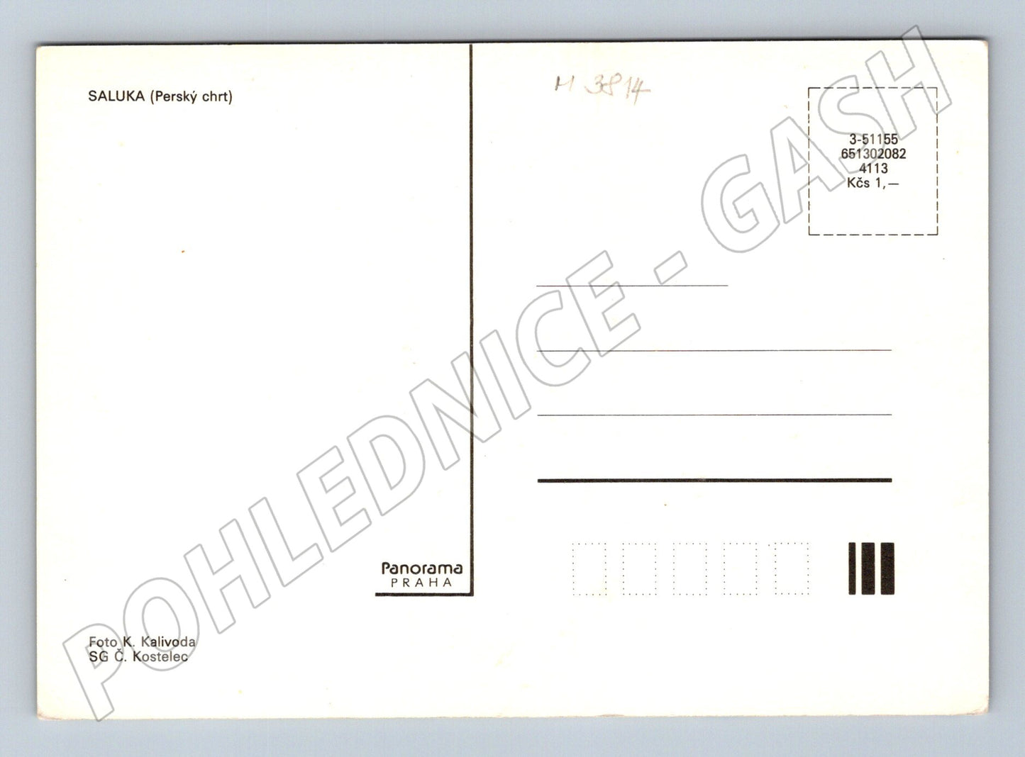 Pohlednice saluka – perský chrt, Panorama Praha (M3814)