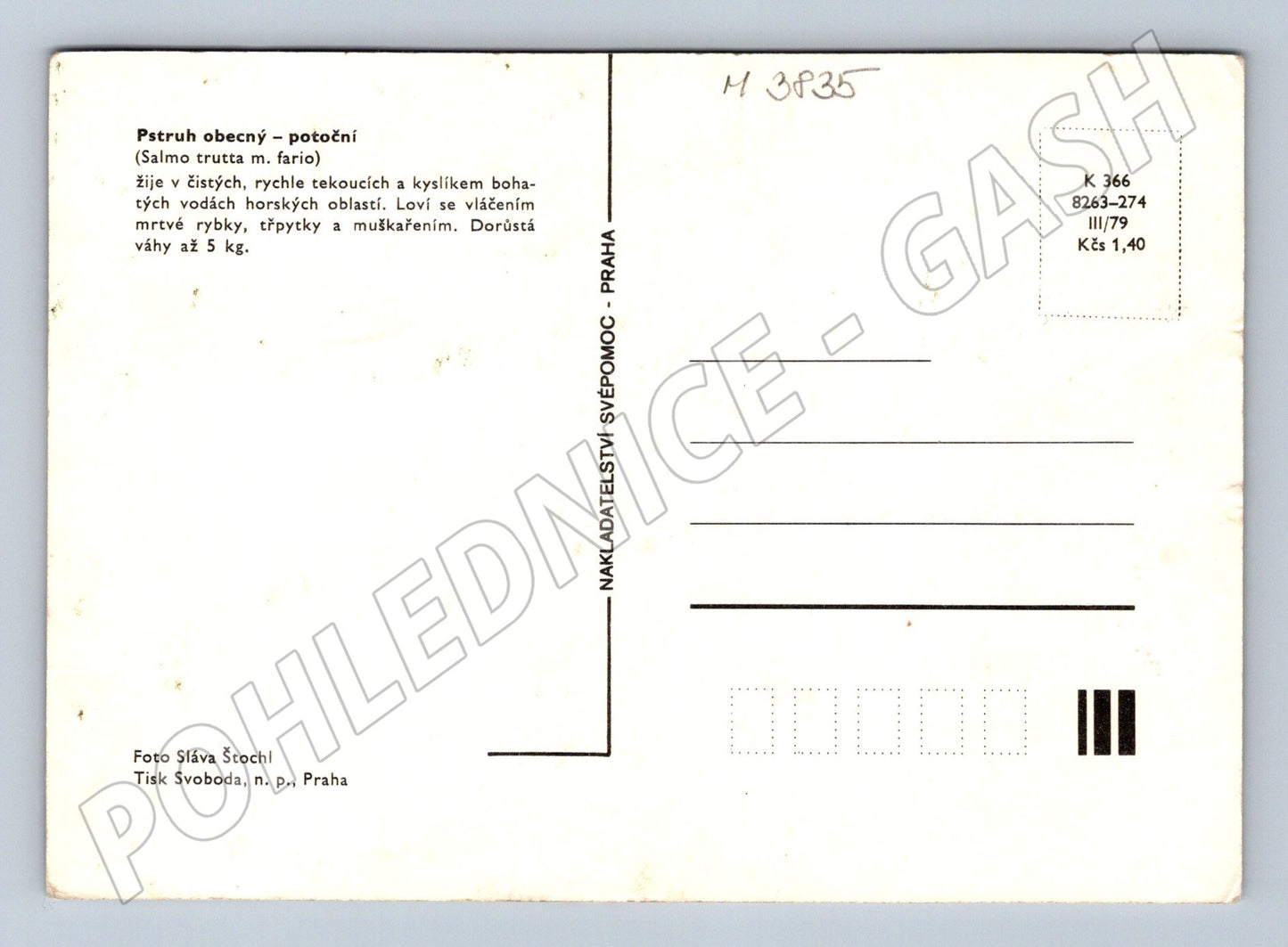 Pohlednice pstruh obecný – rybí motiv (M3835)