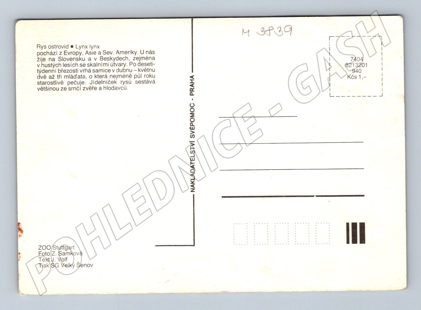 Pohlednice rys ostrovid – mláďata (M3839)