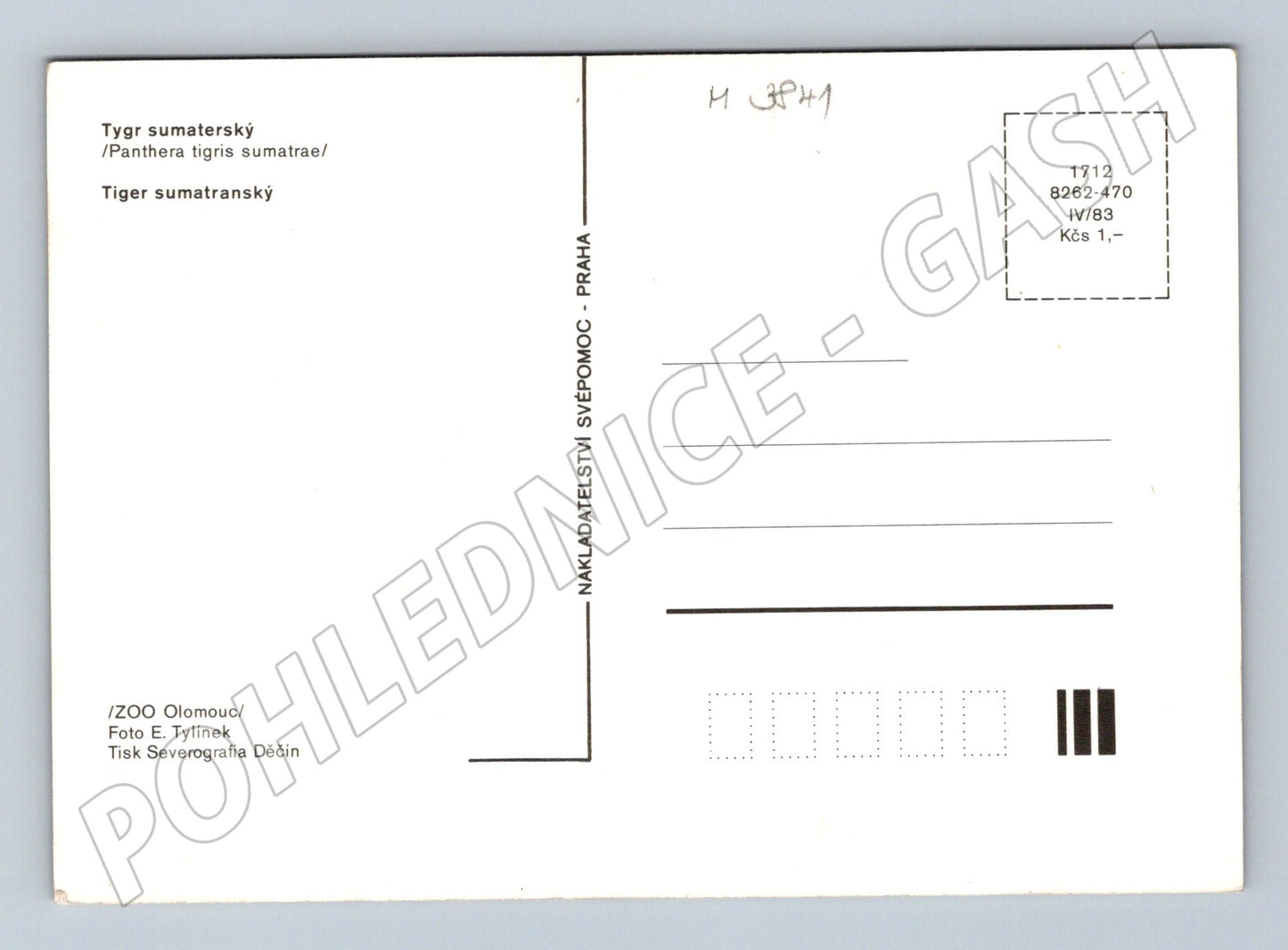 Pohlednice tygr sumaterský – ZOO Olomouc (M3841)