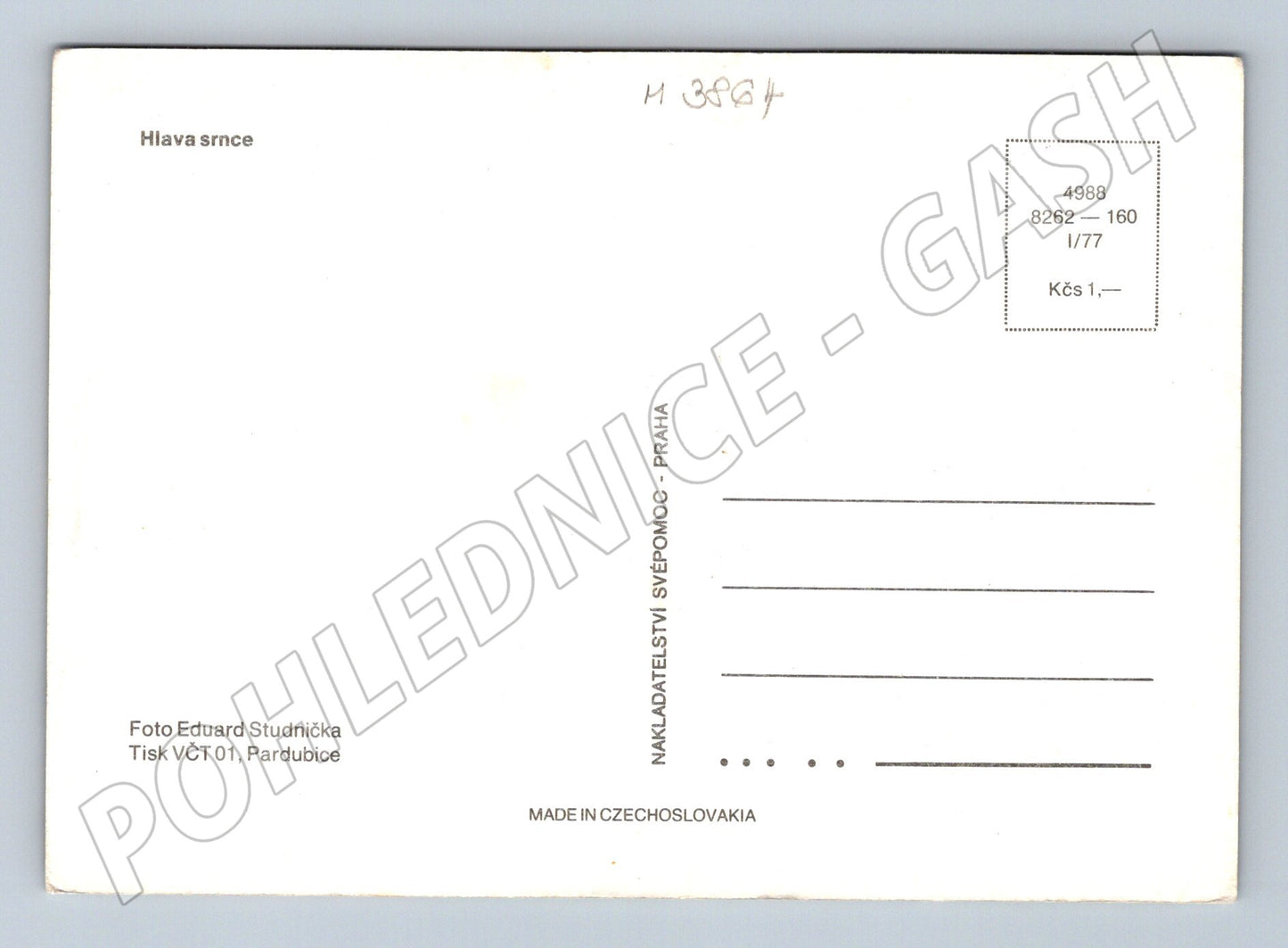 Pohlednice hlava srnce – Eduard Studnička (M3864)