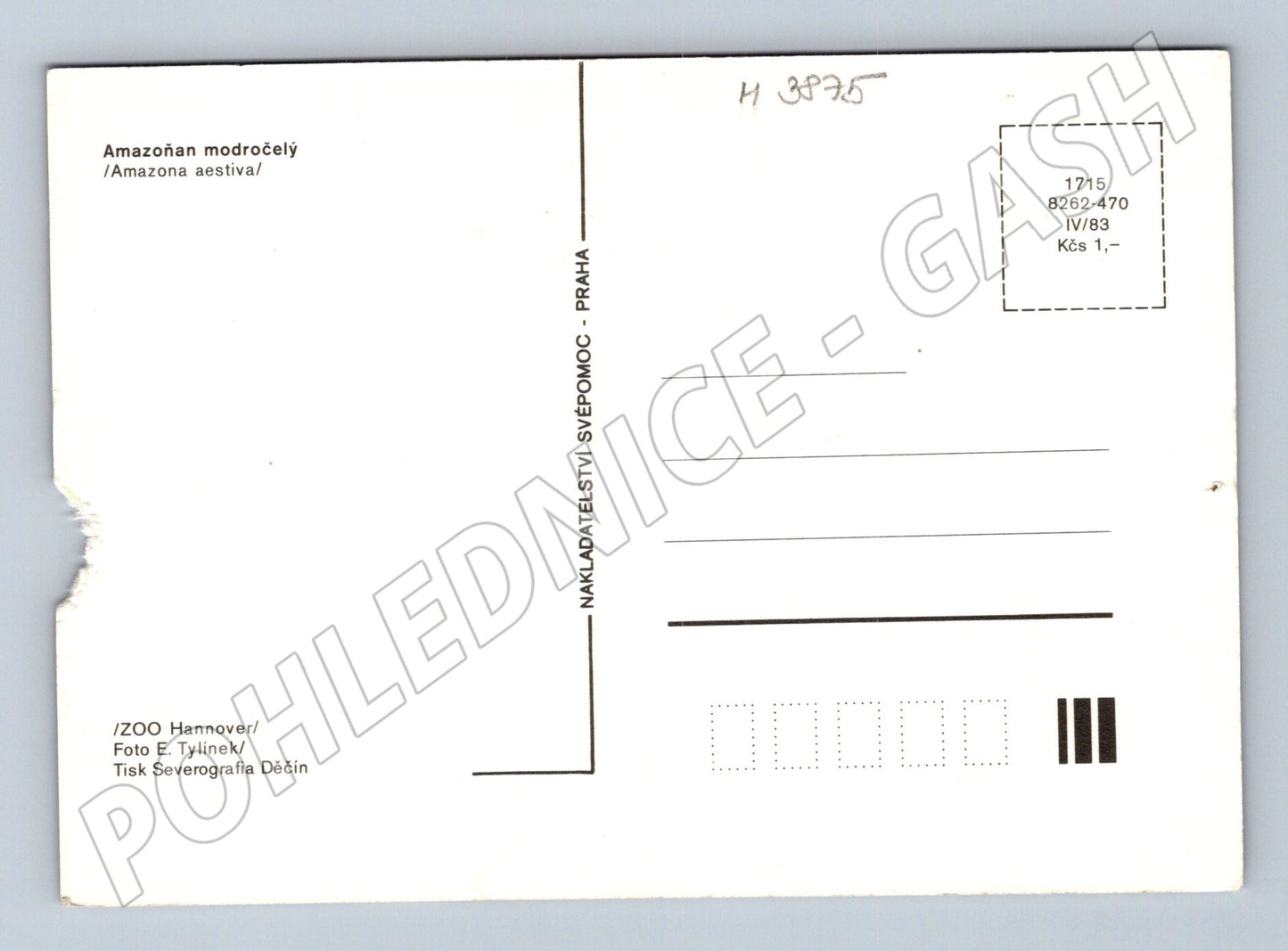 Pohlednice amazoňan modročelý – ZOO Hannover (M3875)