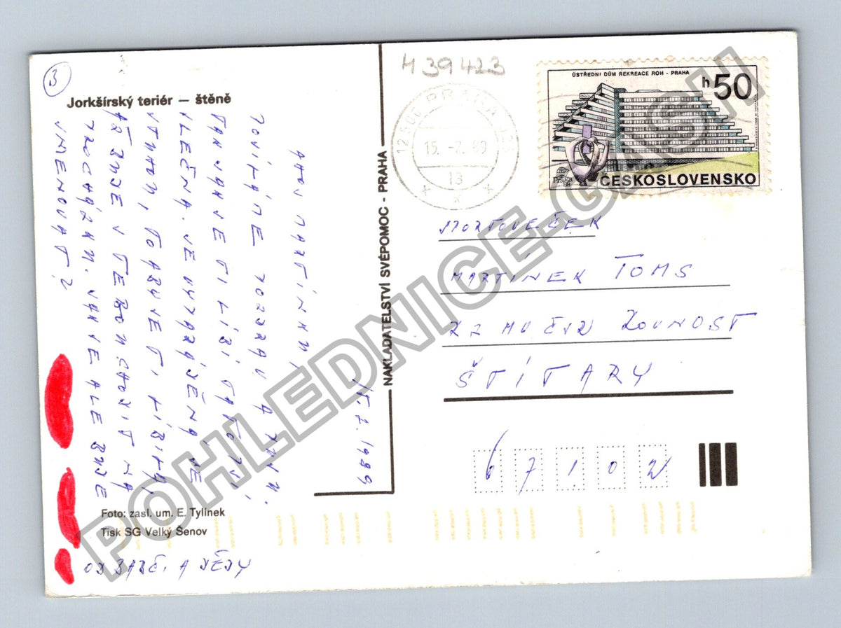 Pohlednice Jorkšírský teriér štěně s mašlí (M39423)