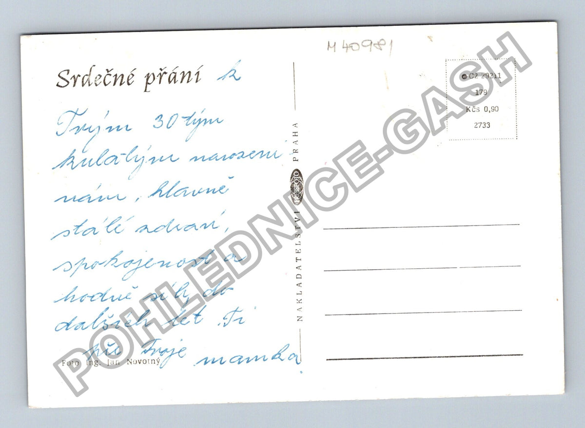 Pohlednice Kopretina květina zátiší (M40981)