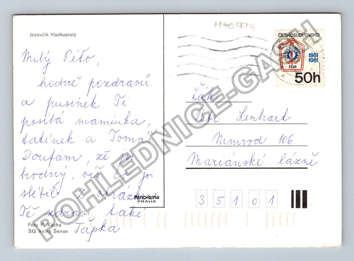 Pohlednice Jezevčík hladkosrstý (M40994)