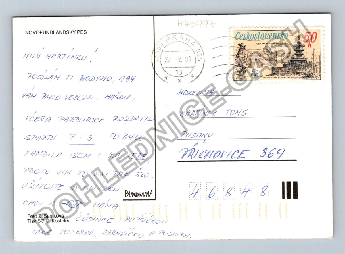 Pohlednice Novofundlandský pes (M40997)
